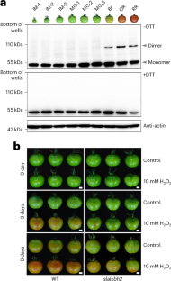 Tomato fruit ripening is modulated by redox modification of RNA demethylase