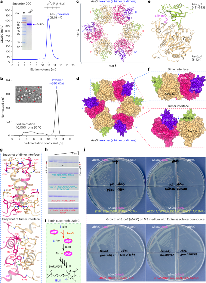 Structure and catalytic mechanism of exogenous fatty acid recycling by AasS, a versatile acyl-ACP synthetase