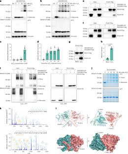 Redox modification of m6A demethylase SlALKBH2 in tomato regulates fruit ripening