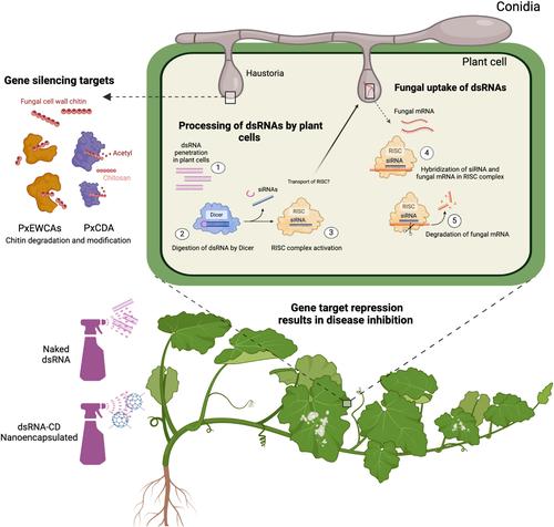 Fungal effector genes involved in the suppression of chitin signaling as novel targets for the control of powdery mildew disease via a nontransgenic RNA interference approach