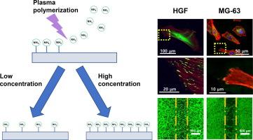 Behavior of human gingival fibroblasts and human osteosarcoma cells on amine-gradient surfaces prepared by CPA plasma-polymerization