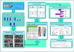 Comparative Transcriptomic and Physiological Analysis of Extremophilic and Non-Extremophilic Fungi in Bioremediation of Cadmium (Cd) and Strontium (Sr)