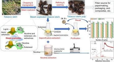 Optimized steam explosion treatment of tobacco stems for enhanced extraction of solanesol and nicotine