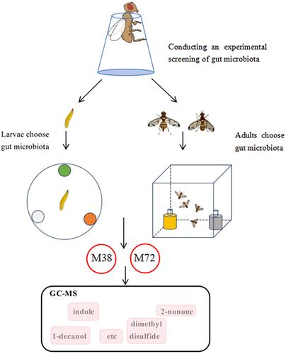 Attraction of Bactrocera cucurbitae (Coquillett) to selected gut microbiota supernatants: implications for pest control