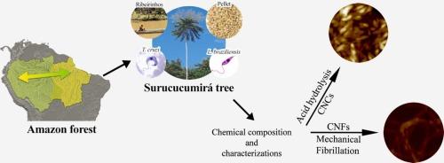 Amazonian Surucucumirá fibers: From native tree to a possible sustainable nano-reinforcement.