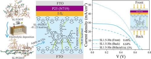 Lignosulfonate-Induced orientation of Poly(3,4-ethlylenedioxythiophene) for enhanced efficiency in bifacial Dye-Sensitized solar cells