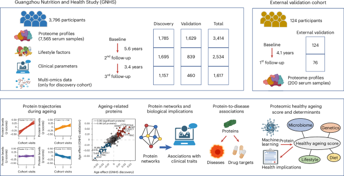 Longitudinal serum proteome mapping reveals biomarkers for healthy ageing and related cardiometabolic diseases