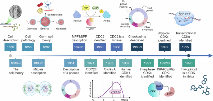 Cyclin-dependent protein kinases and cell cycle regulation in biology and disease