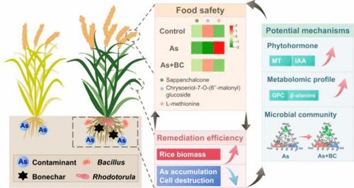 Safe Production of Rice (Oryza sativa L.) in Arsenic-Contaminated Soil: a Remedial Strategy using Micro-Nanostructured Bone Biochar