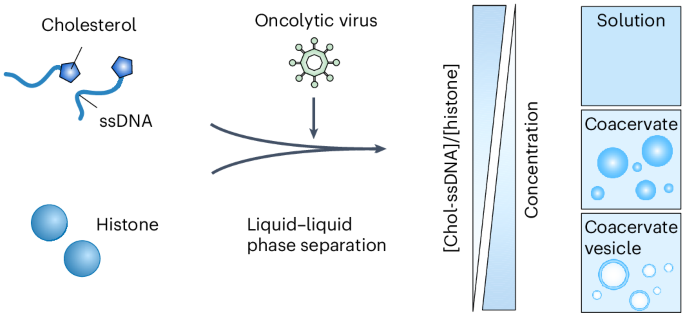 Coacervate vesicles assembled by liquid–liquid phase separation improve delivery of biopharmaceuticals