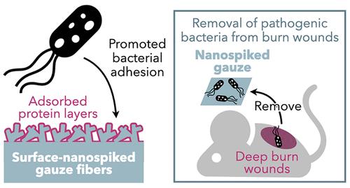 Nanospiked Cellulose Gauze That Attracts Bacteria with Biomolecules for Reducing Bacterial Load in Burn Wounds