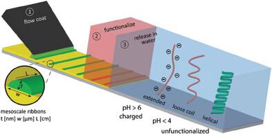 Mesoscale Filamentous Polyelectrolytes: Chemical Functionalization and Fluidic Structure