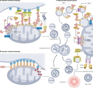 Targeting mitophagy in neurodegenerative diseases