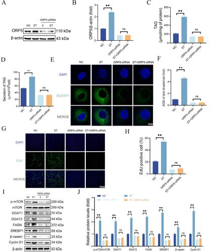 Correction to “Stigmasterol Activates the mTOR Signaling Pathway by Inhibiting ORP5 Ubiquitination to Promote Milk Synthesis in Bovine Mammary Epithelial Cells”