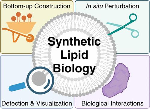 Synthetic Lipid Biology