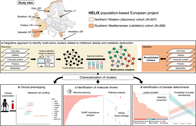 Multi-omics architecture of childhood obesity and metabolic dysfunction uncovers biological pathways and prenatal determinants