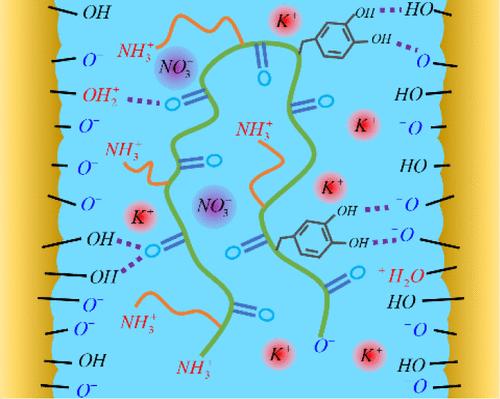 Improving the Adhesion Forces of Mussel-Inspired Peptides through Inverse Design