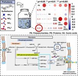 Overlooked role of extracellular polymeric substances in antibiotic-resistance gene transfer within microalgae-bacteria system