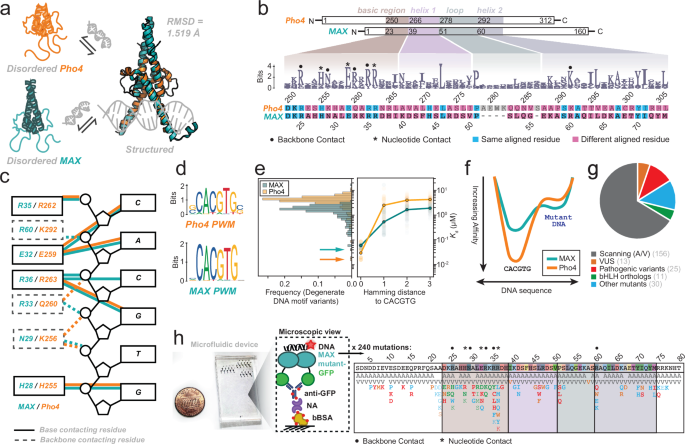 Mutations to transcription factor MAX allosterically increase DNA selectivity by altering folding and binding pathways