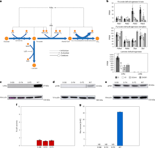 Multiplex genome editing eliminates lactate production without impacting growth rate in mammalian cells