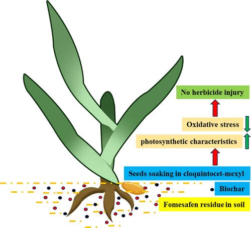 Seed pretreatment with cloquintocet-mexyl protects wheat seedlings from fomesafen injury by promoting photosynthesis and decreasing oxidative stress