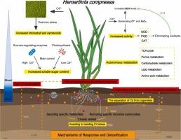 Metabolomics and microbiome analysis elucidate the detoxification mechanisms of Hemarthria compressa, a low cadmium accumulating plant, in response to cadmium stress