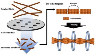 Controlled ligation and elongation of uniformly truncated amyloid nanofibrils