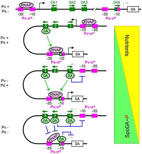 Autoregulation of the Master Regulator Spo0A Controls Cell-Fate Decisions in Bacillus subtilis