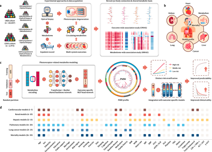 Photoreceptor metabolic window unveils eye–body interactions