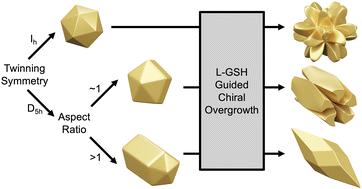 532- and 52-symmetric Au helicoids synthesized through controlled seed twinning and aspect ratio†