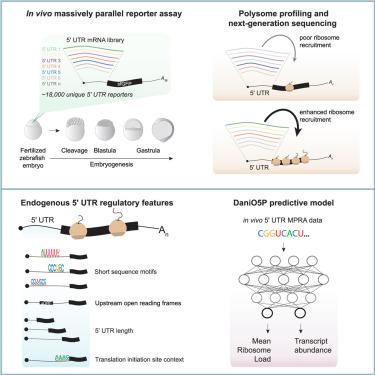 The regulatory landscape of 5′ UTRs in translational control during zebrafish embryogenesis