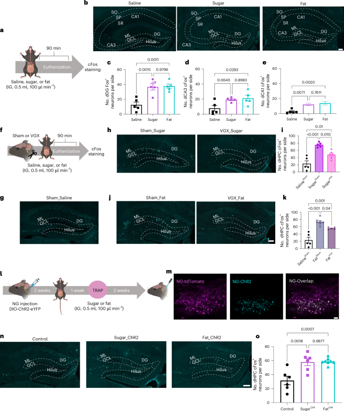 Separate orexigenic hippocampal ensembles shape dietary choice by enhancing contextual memory and motivation