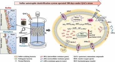 Unignorable environmental risks: Insight into differential responses between biofilm and plastisphere in sulfur autotrophic denitrification system upon exposure to quaternary ammonium compounds