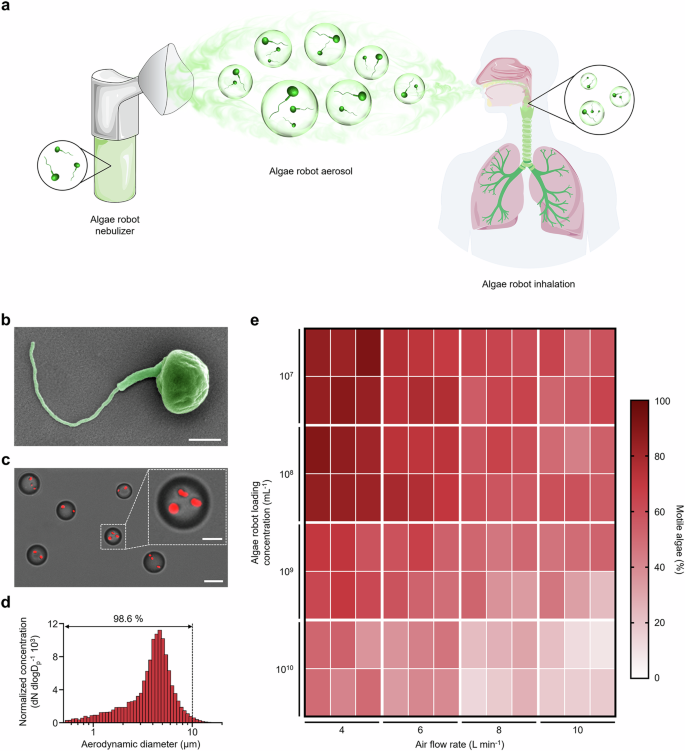 Inhalable biohybrid microrobots: a non-invasive approach for lung treatment