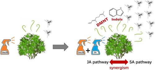 Volatile cues of enhanced attractiveness to Parapanteles hyposidrae (Wilkinson) wasps mediated by jasmonic and salicylic acid pathways synergism in tea plant