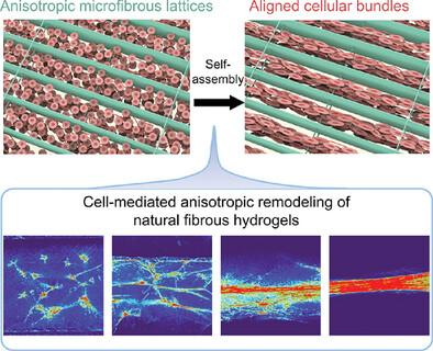 Engineering Highly Aligned and Densely Populated Cardiac Muscle Bundles via Fibrin Remodeling in 3D-Printed Anisotropic Microfibrous Lattices