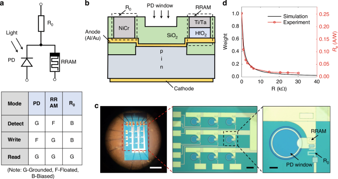 Optoelectronic array of photodiodes integrated with RRAMs for energy-efficient in-sensor computing