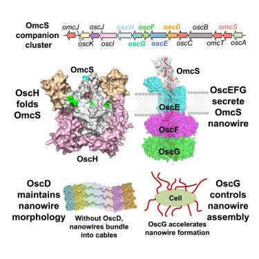 A widespread and ancient bacterial machinery assembles cytochrome OmcS nanowires essential for extracellular electron transfer