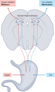 Feeding the hippocampus … with specific nutrients