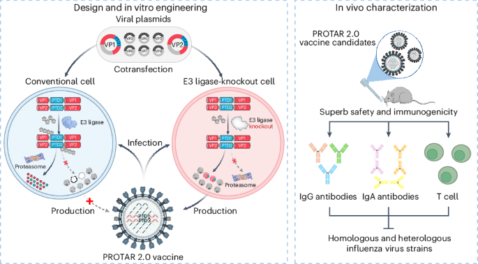 PROTAR Vaccine 2.0 generates influenza vaccines by degrading multiple viral proteins