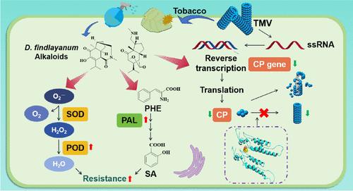 Anti-TMV Activity and Functional Mechanisms of Two Diterpenoid Alkaloids Isolated from Dendrobium findlayanum