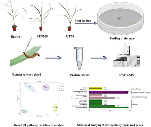 Feeding Preferences and Salivary Protein Profiles of Spodoptera frugiperda on Saccharum Species