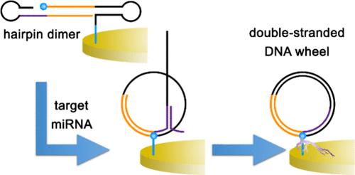 Intramolecular DNA Wheel Construction for Highly Sensitive Electrochemical Detection of miRNA