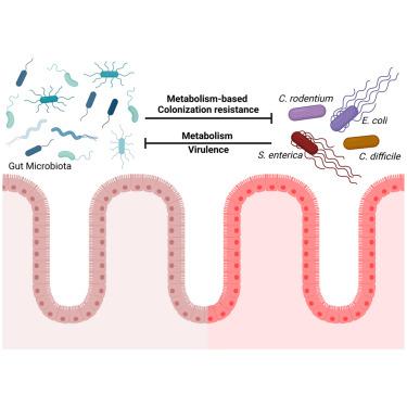 Metabolic tug-of-war: Microbial metabolism shapes colonization resistance against enteric pathogens