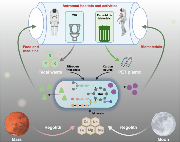 Developing an alternative medium for in-space biomanufacturing