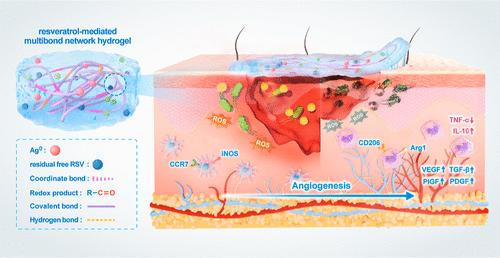 Facile Formulation of a Resveratrol-Mediated Multibond Network Hydrogel with Efficient Sustainable Antibacterial, Reactive Oxygen Species Scavenging, Pro-Angiogenesis, and Immunomodulation Activities for Accelerating Infected Wound Healing