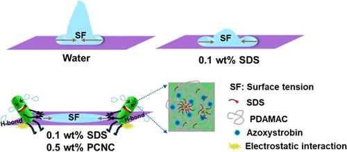 Enhancing Droplet Spreading on a Hydrophobic Plant Surface by Surfactant/Cellulose Nanocrystal Complexes