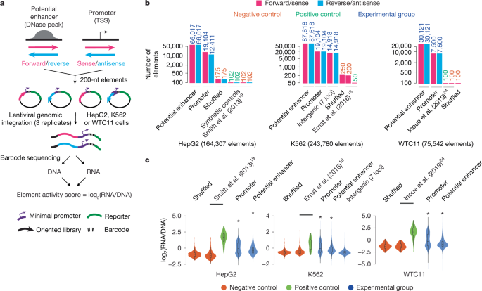 Massively parallel characterization of transcriptional regulatory elements