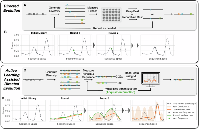 Active learning-assisted directed evolution