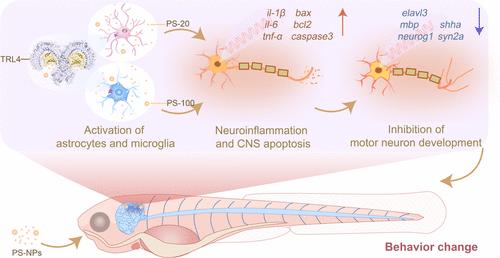 Mechanisms Underlying the Size-Dependent Neurotoxicity of Polystyrene Nanoplastics in Zebrafish